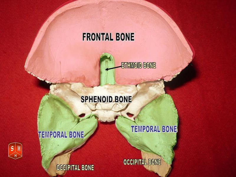 文件:Sphenoid and temporal bones 2.jpg