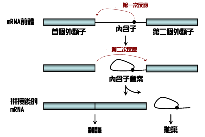 File:Two-step Splicing Reaction zh.png