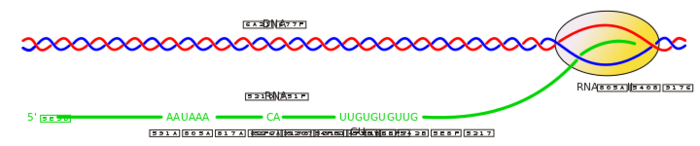 Conserved Polyadenylation Sequence zh.svg
