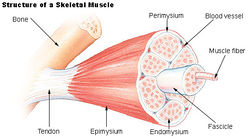 Illu muscle structure.jpg