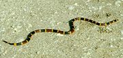 珊瑚蛇屬（Micrurus sp.）