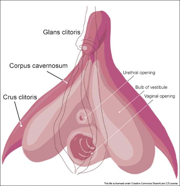 文件:Clitoris inner anatomy.gif