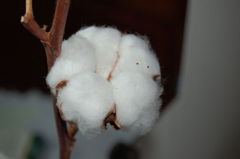 File:Cotton.JPG