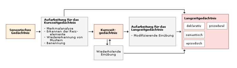 File:Gedächtnis modell.png