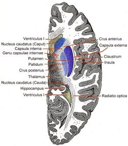 Telencephalon-Horiconatal.jpg