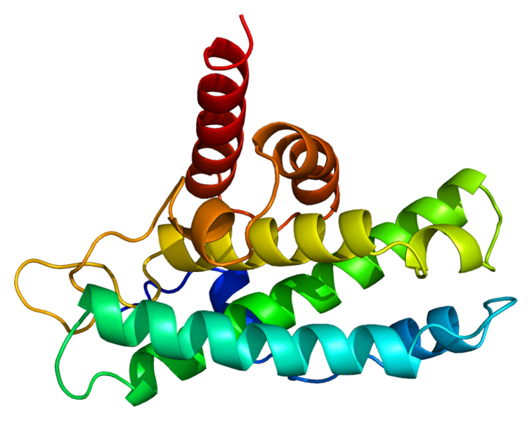 文件:Protein RB1 PDB 1ad6.png