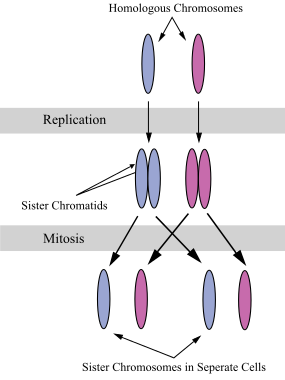 File:Chromosomes during mitosis.svg