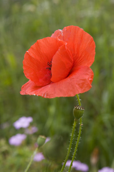 文件:Field poppy (Papaver rhoeas) in meadow.jpg