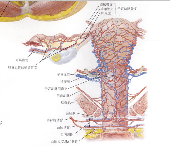 File:子宫血管.jpg