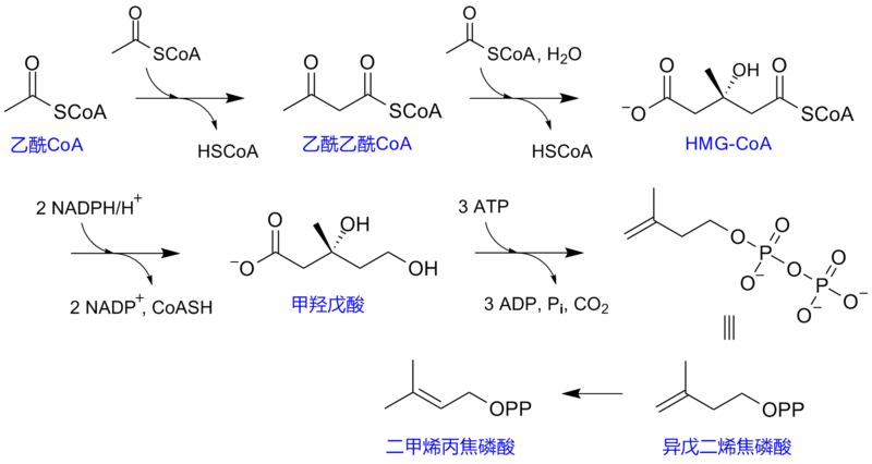 File:MevalonatePathway zh1.png