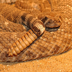 西部菱背響尾蛇（Crotalus atrox）