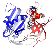 NADH cytochrome B5 reductase 1UMK.png