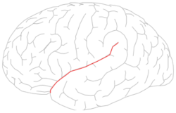 Lateral sulcus.png