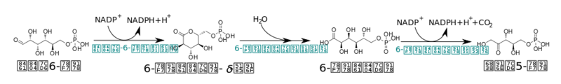 文件:Pentose oxidative (zh-cn).svg