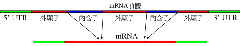 文件:Pre-mRNA to mRNA zh.png
