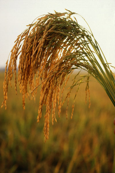 File:US long grain rice.jpg