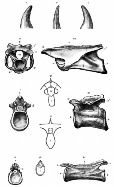 文件:Coelurus vetebrea Marsh 1884.jpg