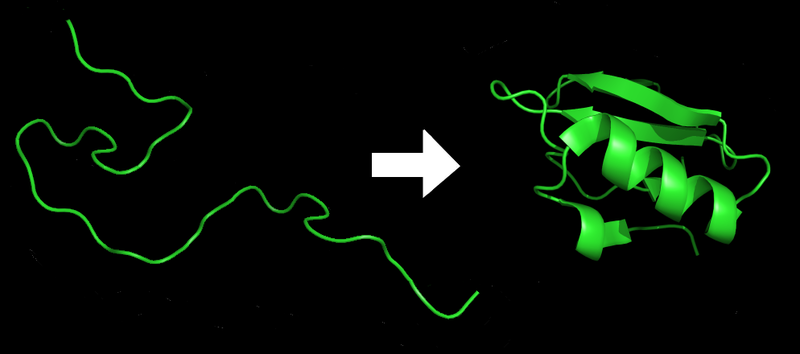 File:Protein folding.png