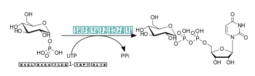 Uridyl Transferase-G1P.svg