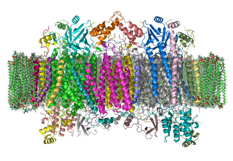 File:Cytochrome C Oxidase 1OCC in Membrane 2.png