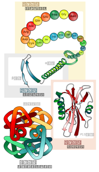 文件:Main protein structure levels zh (zh-tw).svg