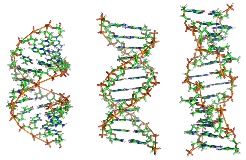 File:A-DNA, B-DNA and Z-DNA.png
