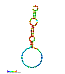 Vault RNA secondary structure.png