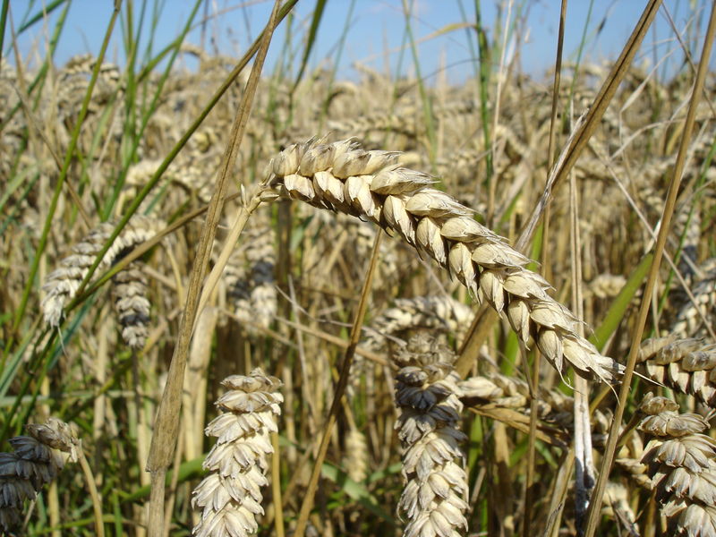 文件:Wheat close-up.JPG