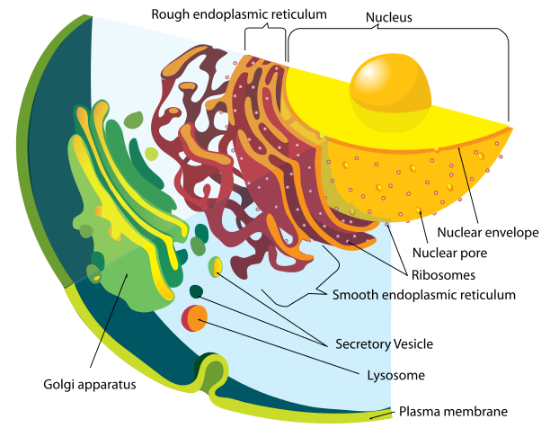 File:Endomembrane system diagram en.svg