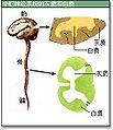 于2010年6月4日 (五) 16:00的缩图版本