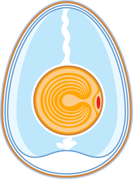 File:Anatomy of an egg unlabeled.svg