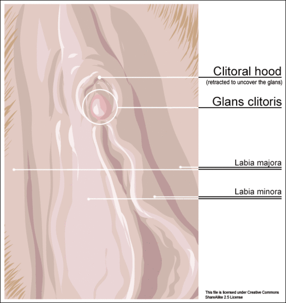 文件:Clitoris outer anatomy.gif