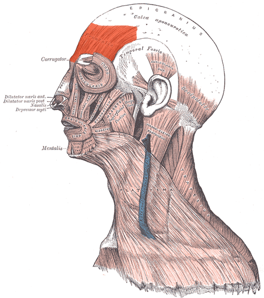 File:Musculus frontalis.png