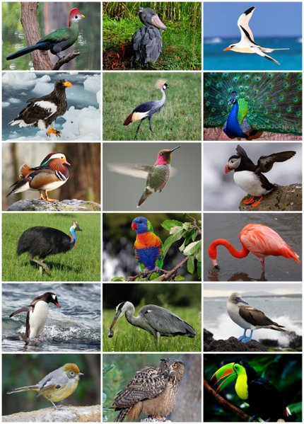 文件:Bird Diversity 2013.png