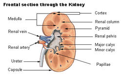 Illu kidney2.jpg