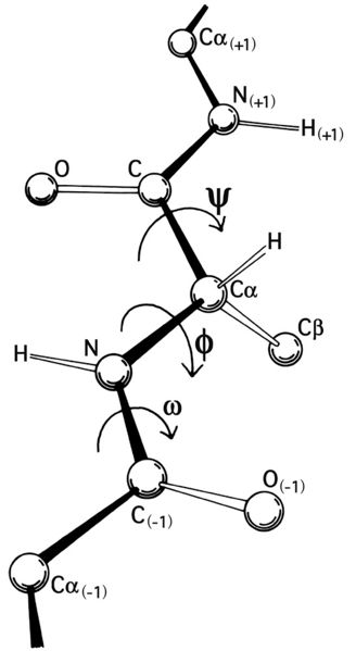 文件:Protein backbone PhiPsiOmega drawing.jpg
