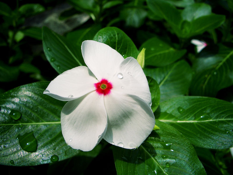 File:Catharanthus roseus white CC-BY-SA.jpg