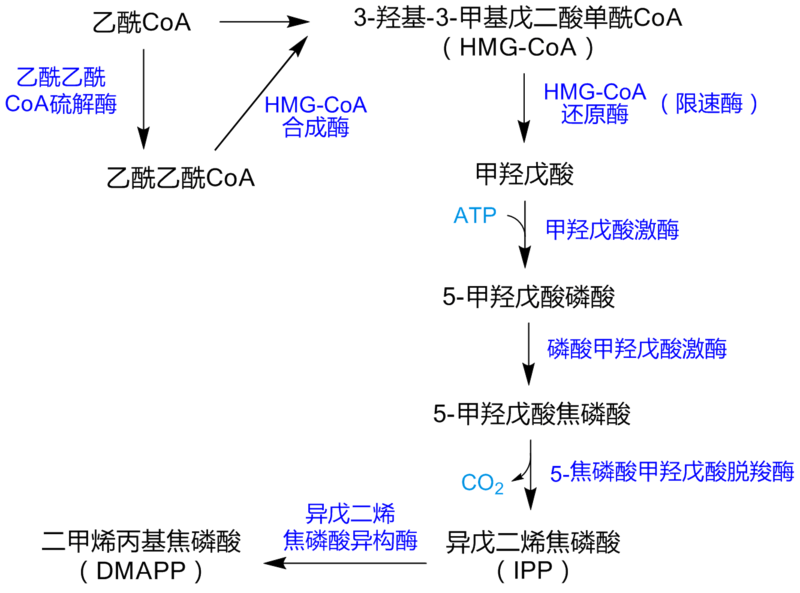 File:MevalonatePathway zh.png
