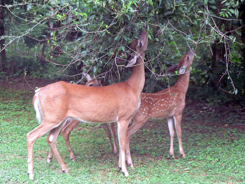 文件:White-tailed deer (Odocoileus virginianus) grazing - 20050809.jpg