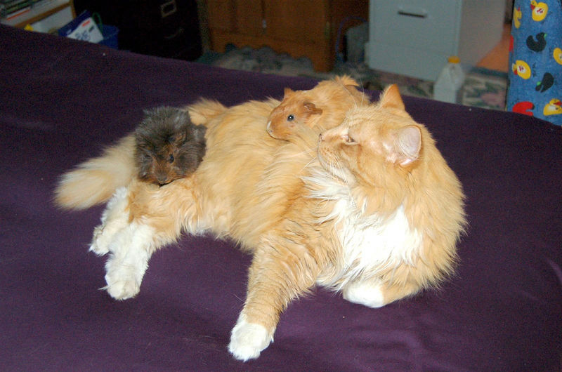 文件:Cat and guinea pigs.jpg