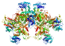 Protein G6PD PDB 1qki.png