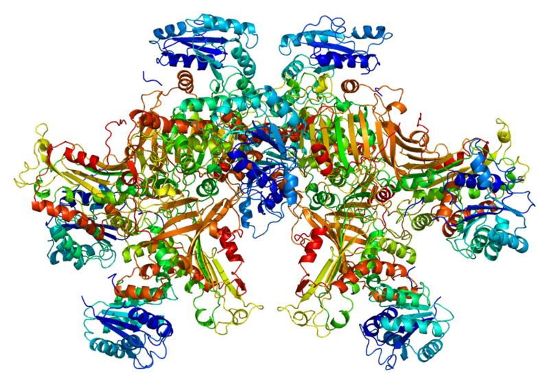文件:Protein G6PD PDB 1qki.png