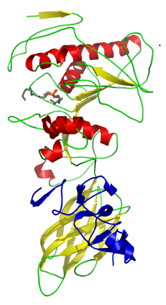 文件:Pancreatic lipase–colipase complex with inhibitor 1LPB.png