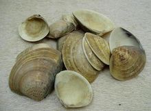 海蛤殼