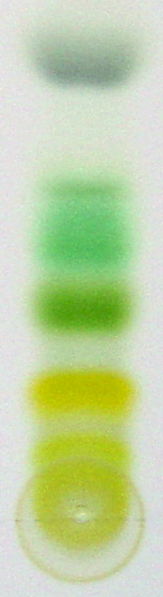 File:Chromatography of chlorophyll - Step 7.jpg