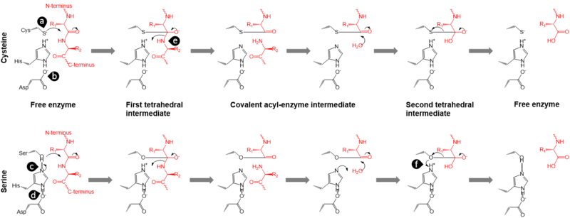 File:Protease mechanisms.png