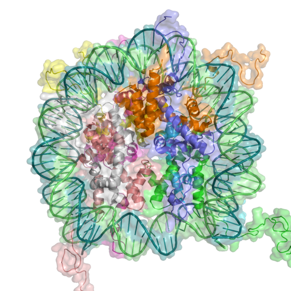 File:Nucleosome 1KX5 2.png