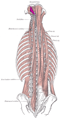 Rectus capitis posterior major muscle.PNG