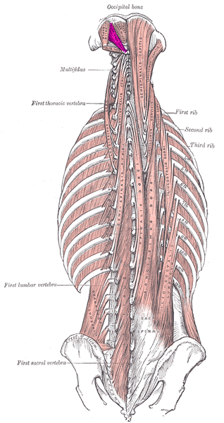 文件:Rectus capitis posterior major muscle.PNG