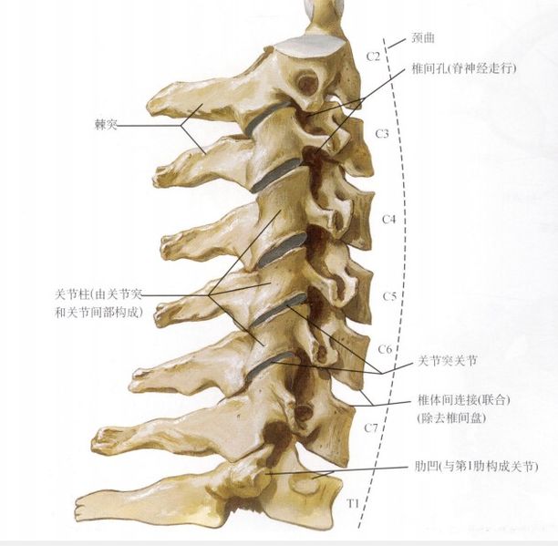 文件:颈椎解剖图.jpg